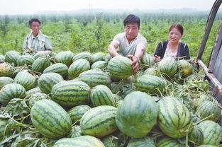 农村瓜地吃西瓜,农村西瓜的甜蜜诱惑