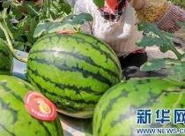 吃瓜群众信息站,吃瓜群众信息站独家爆料