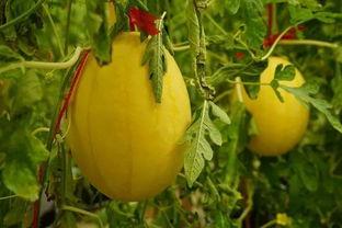 怎么建吃瓜群,打造轻松娱乐的社交天地