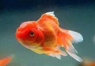 金鱼吃煮熟的瓜,探索煮熟瓜果的独特魅力