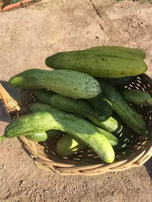 吃瓜情报处内蒙