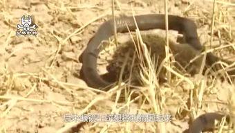 蜥蜴可以吃瓜吗,它们真的可以吃瓜吗？