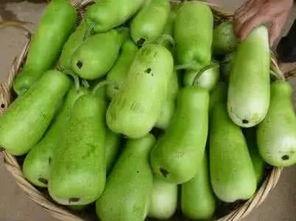 美少女吃葫芦瓜图片,甜蜜邂逅，瓜香四溢