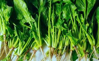 小瓜与菠菜一起吃,营养双倍，健康美味新体验