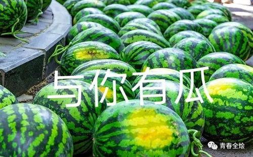 徽县二中吃瓜,揭秘校园里的“瓜田”风云”