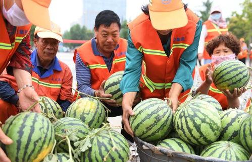 郯城吃瓜园,吃瓜园里的夏日风情