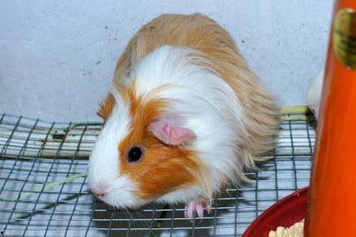 豚鼠可以吃蜜瓜,蜜瓜的甜蜜诱惑