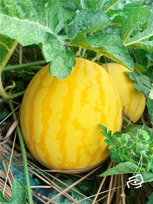 吃瓜黄金,网络热词背后的文化现象