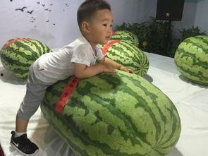 无敌瓜王吃瓜群众是谁啊,一场网络狂欢的幕后故事