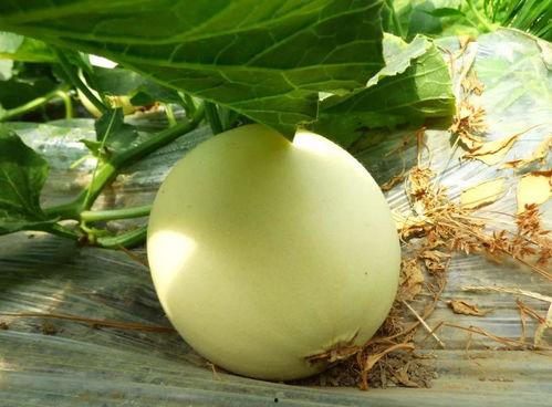 上蔡吃瓜比赛,吃瓜比赛狂欢盛宴