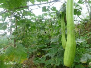 砍瓜包馅吃,包馅吃法的创新之旅