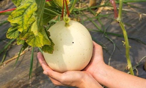 吃瓜娄子会上火吗,揭秘夏季饮食健康误区