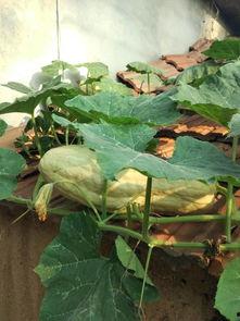 吃叶子的瓜,探寻自然馈赠的绿色奥秘