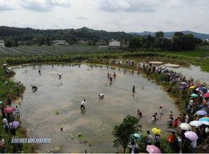 安州 吃瓜,揭秘吃瓜群众的欢乐盛宴