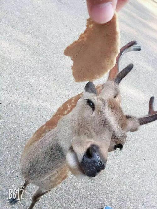 噼里啪啦吃瓜,揭秘娱乐圈幕后故事