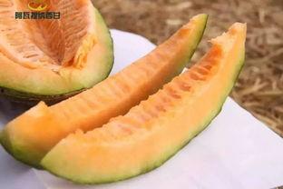 纳西戈延克吃瓜,瓜田里的美食传奇